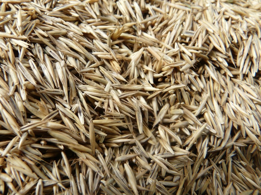 Grass Seed & Leafgro at Colony Supply- Montgomery & Frederick County MD