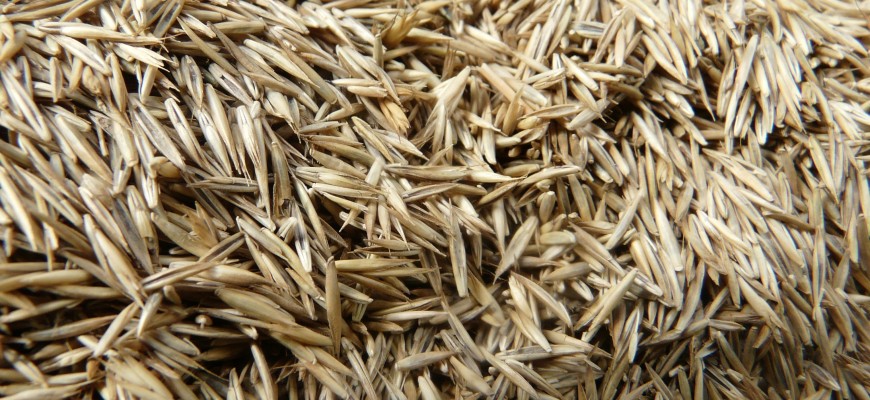 Grass Seed & Leafgro at Colony Supply- Montgomery & Frederick County MD