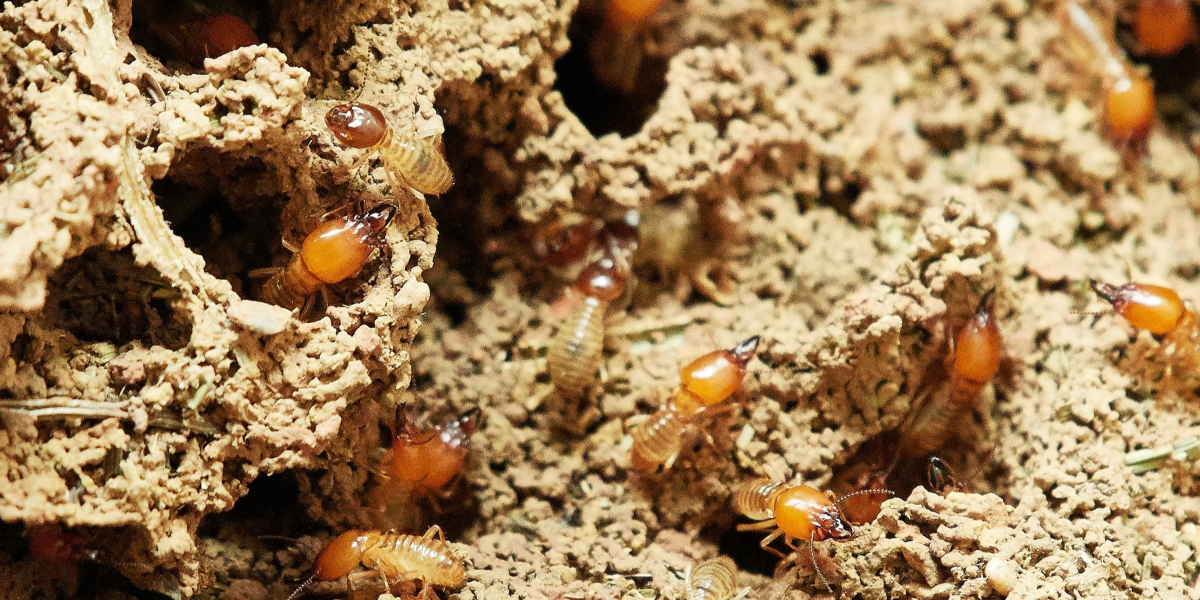 Will Mulch Attract Termites? - Colony Supply Center MD